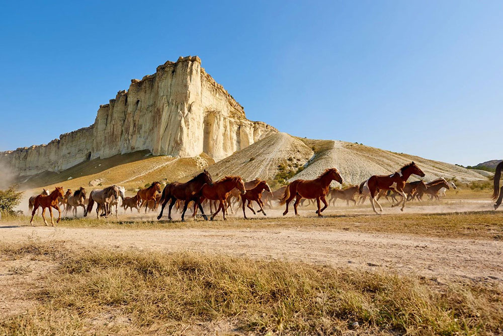 Horses in bright noon sun