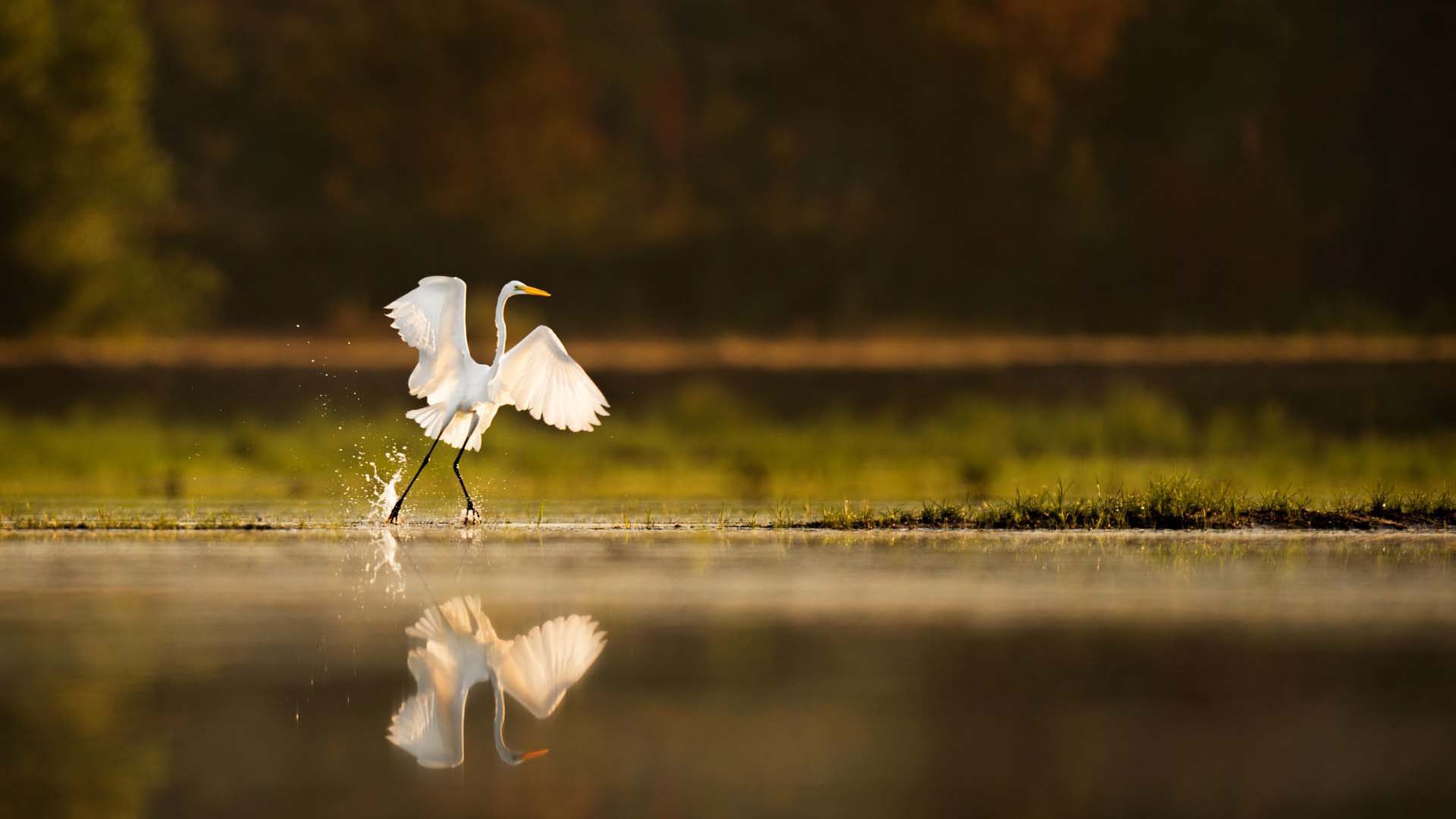 Low angle depth of field photo of bird splashing in water at golden hour