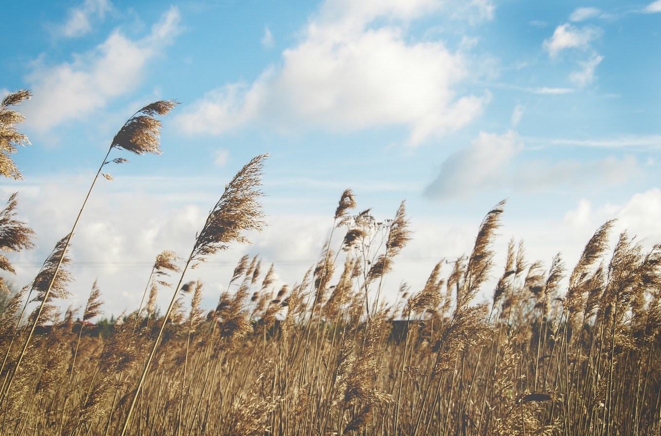 Natural light - the best tool when filmmaking on a budget (wheat field golden hour)