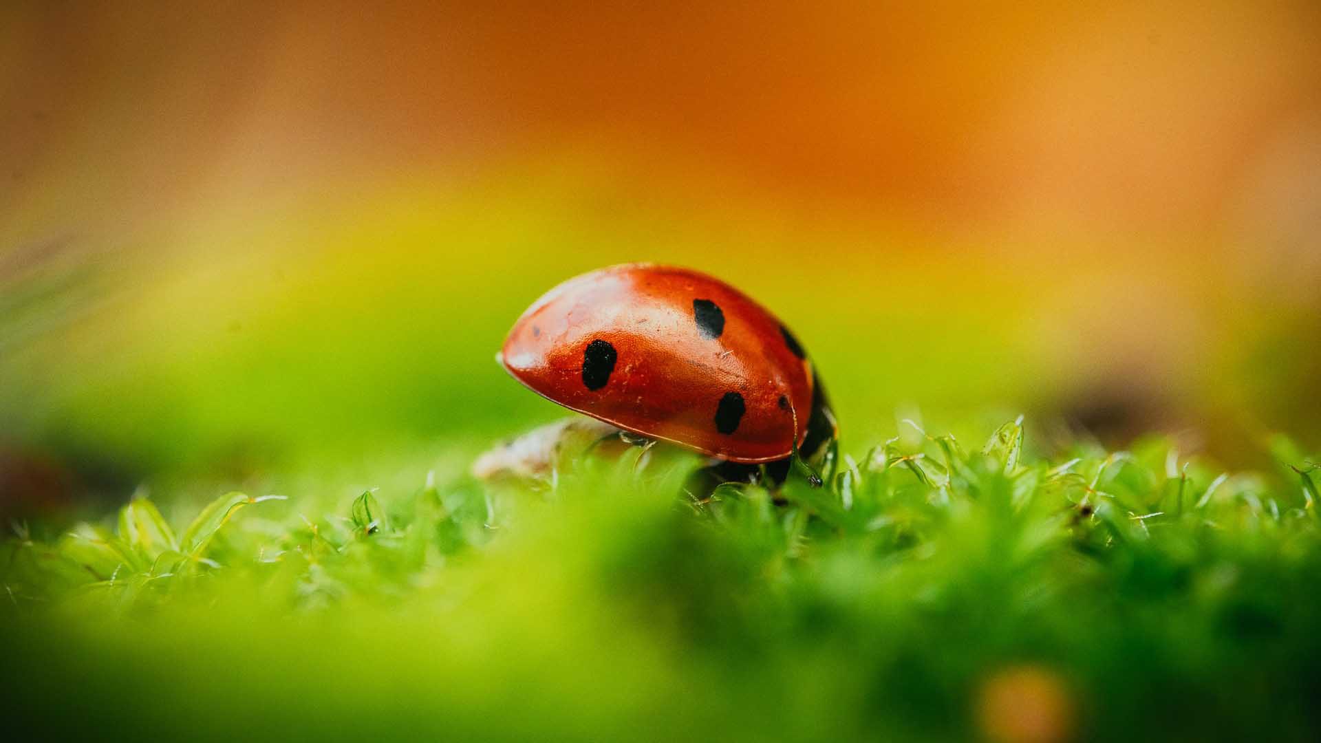 What is depth of field and how can it be used for composition - bokeh obstructing obtrusive details on macro insect photo